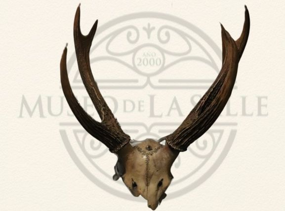 Antler