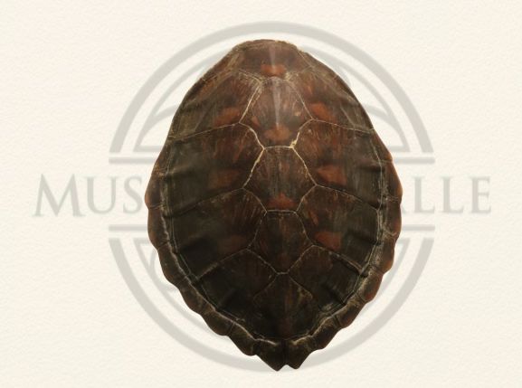 Turtle Shell