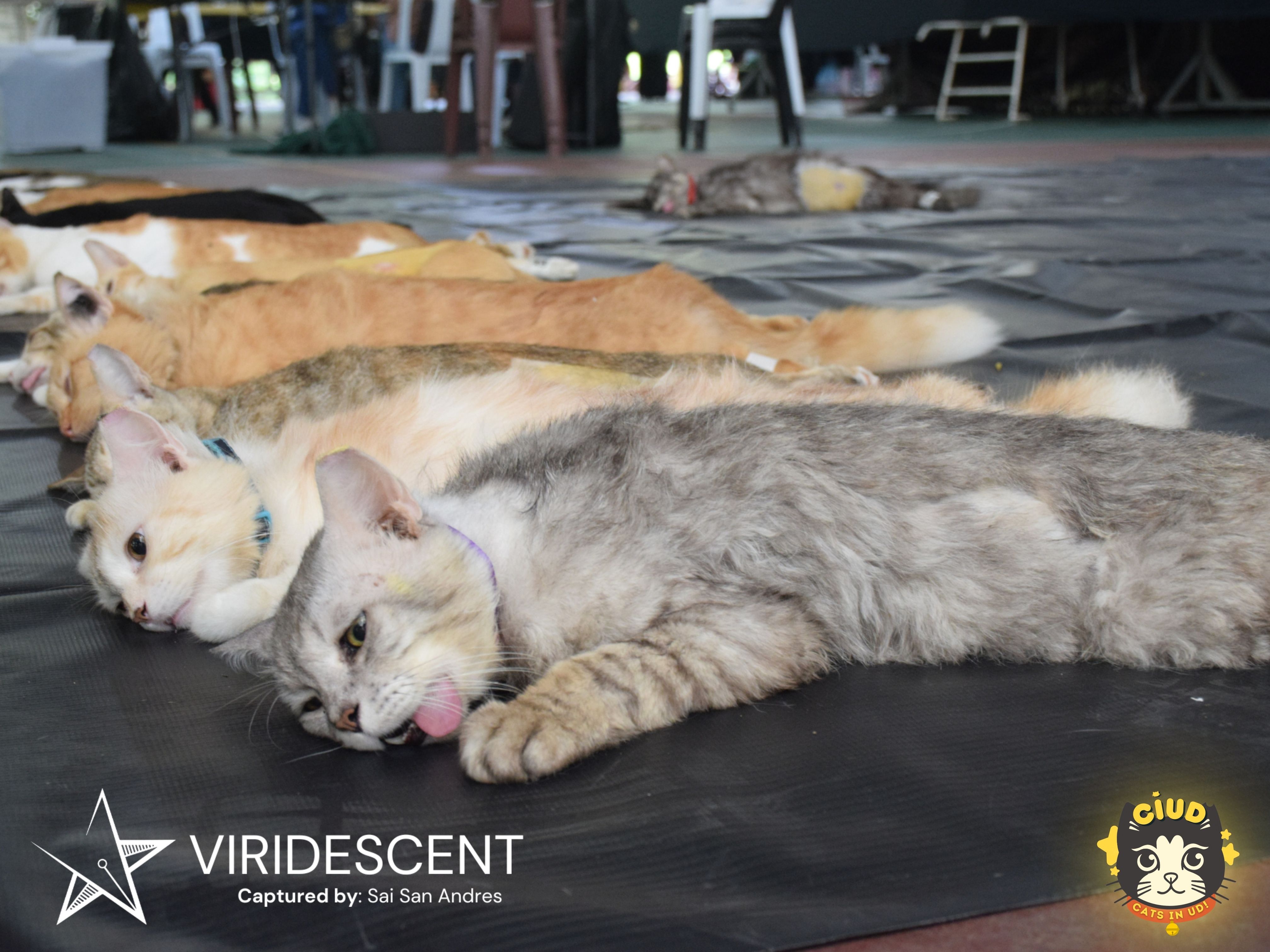 DLSU-D serves 407 animals in low-cost kapon event