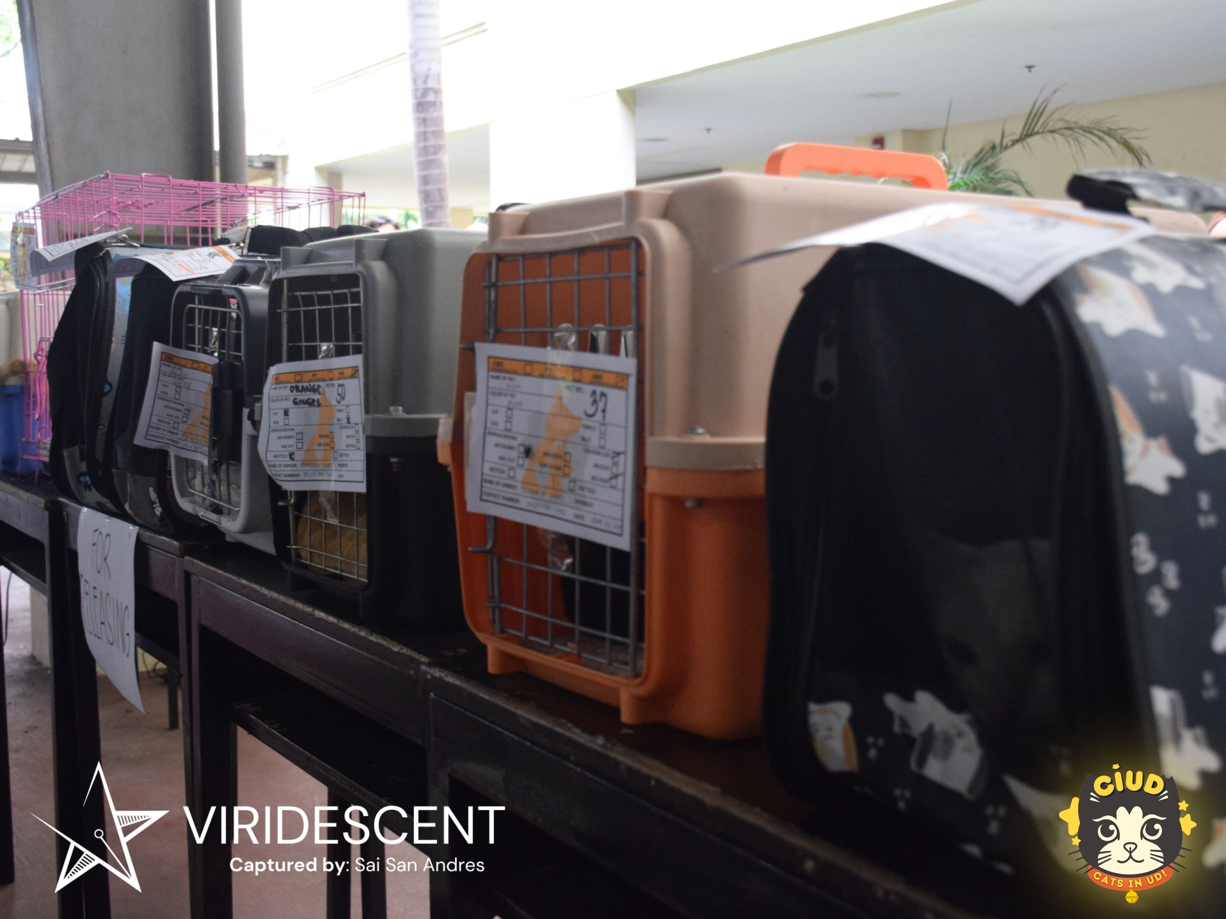 DLSU-D serves 407 animals in low-cost kapon event