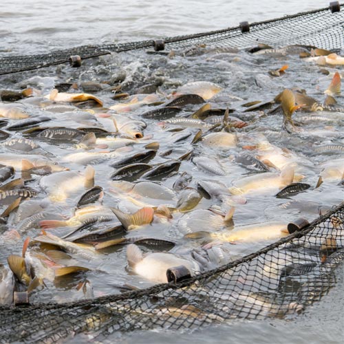 World Fisheries Day
