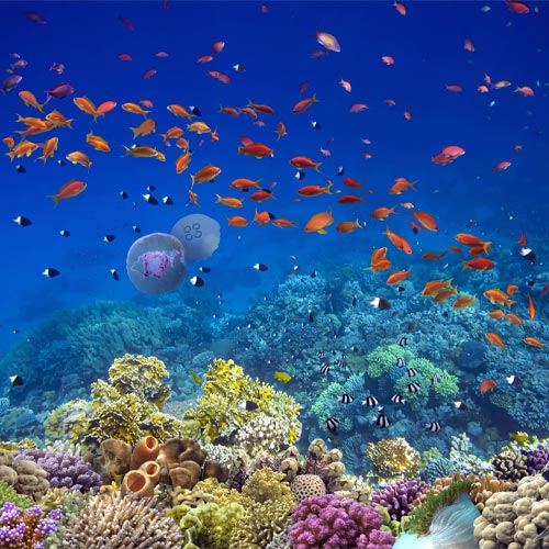 World Oceans Day